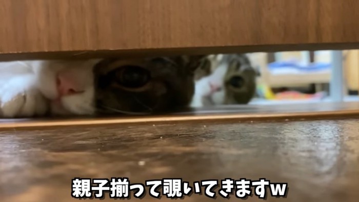 隙間から見ている2匹の猫