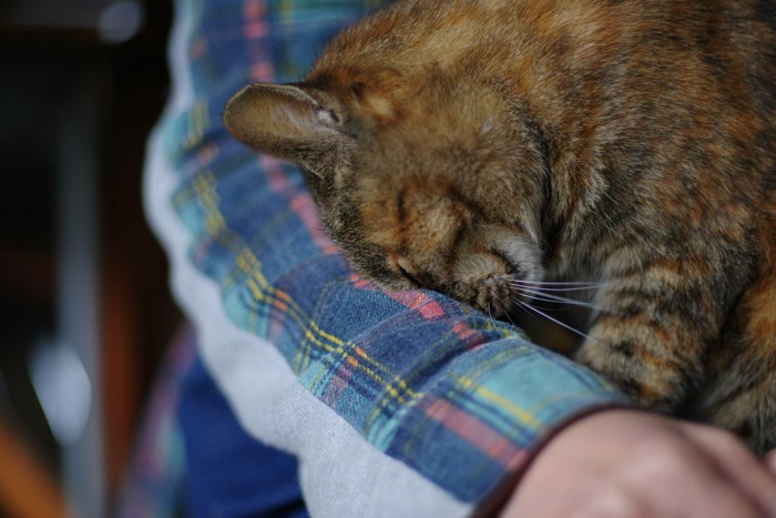 頭突きする猫