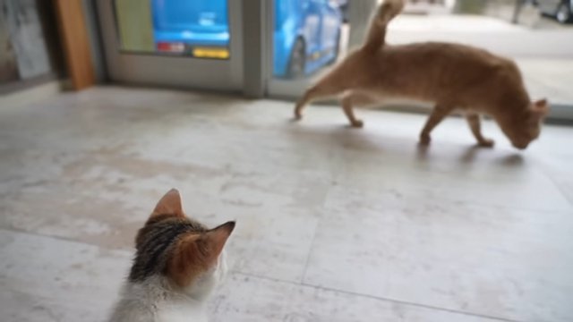 茶トラ猫を見る子猫