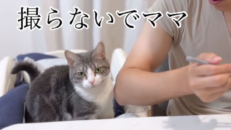 室内にいる猫