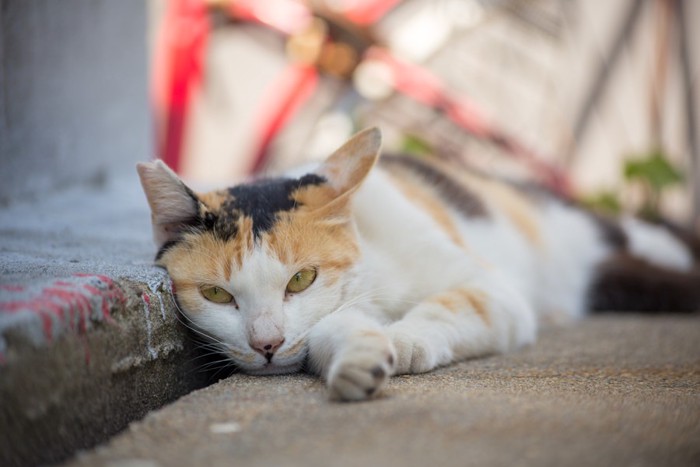 猫島にいる三毛猫