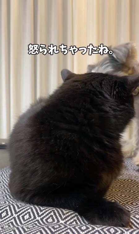 犬を威嚇する猫