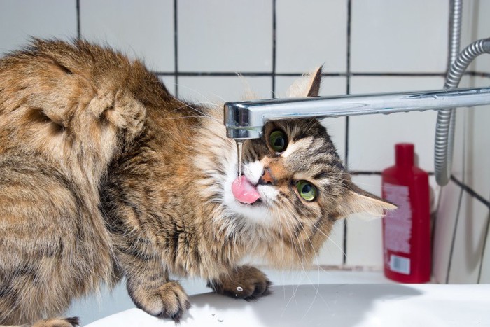 流れている水道水を飲もうとしている猫