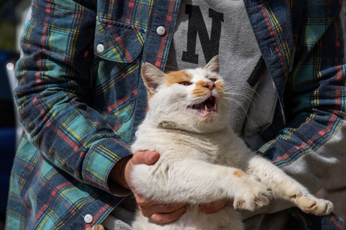 持ち上げられる猫