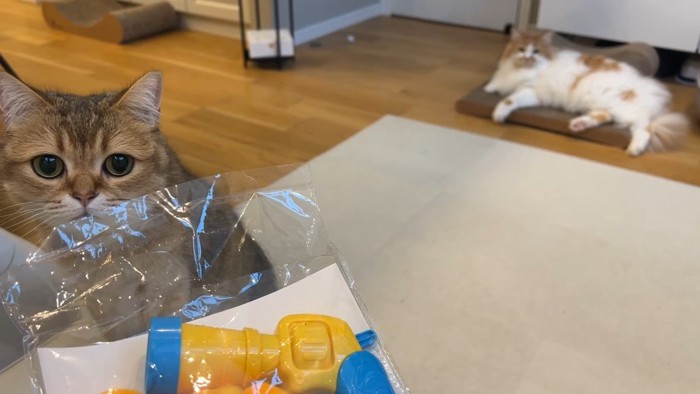 身を乗り出すこたつくん