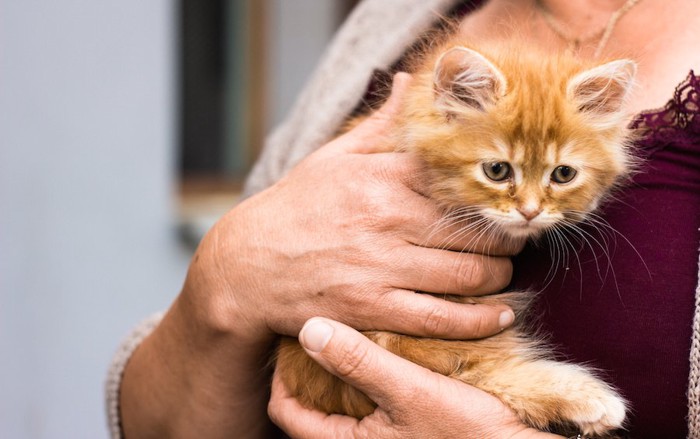 女性に抱っこされている子猫