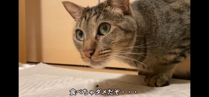 ぺろぺろ