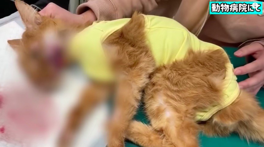 飼い猫疑惑