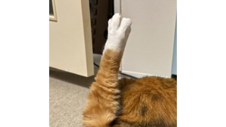 毛づくろいしている猫