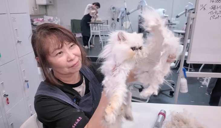 猫と刈った毛