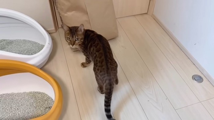 振り向く猫