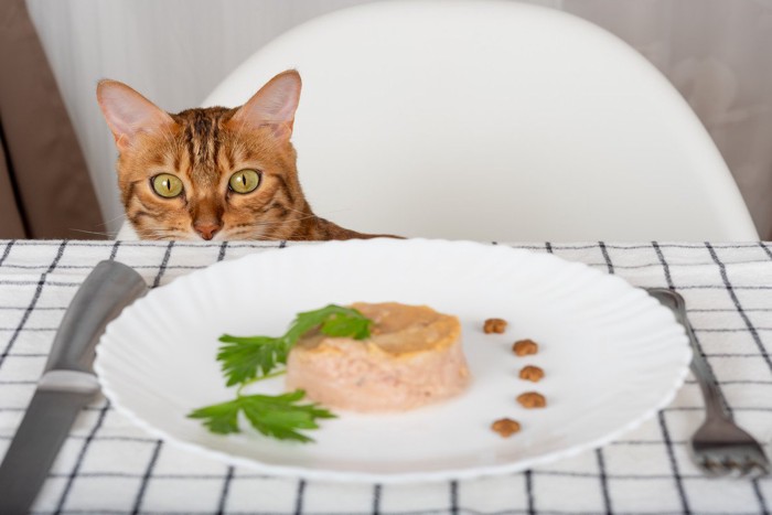ツナ缶を見つめる猫