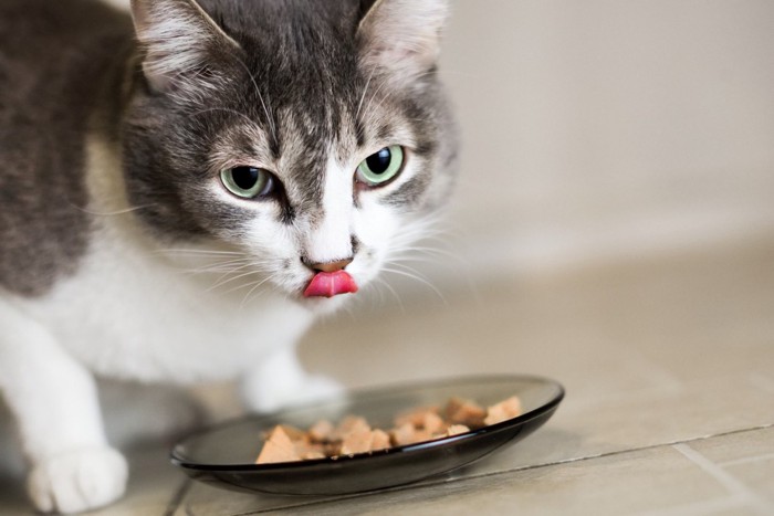 餌を食べながら舌を出す猫