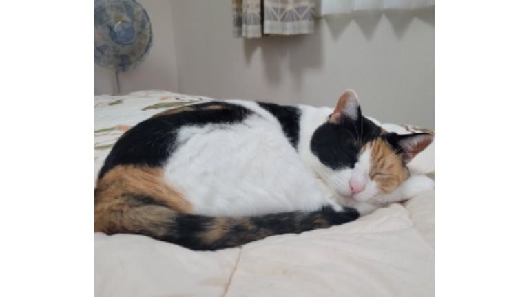 室内にいる猫