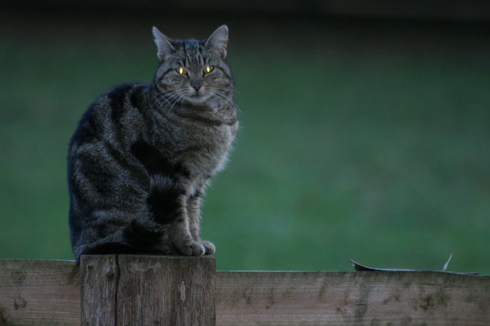 光る猫の目