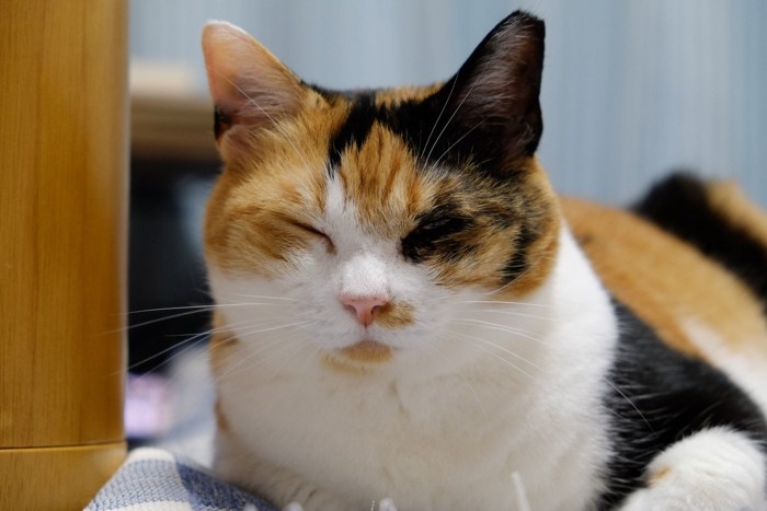 ご満悦な猫