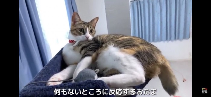 キャットタワーの上で寝そべる猫