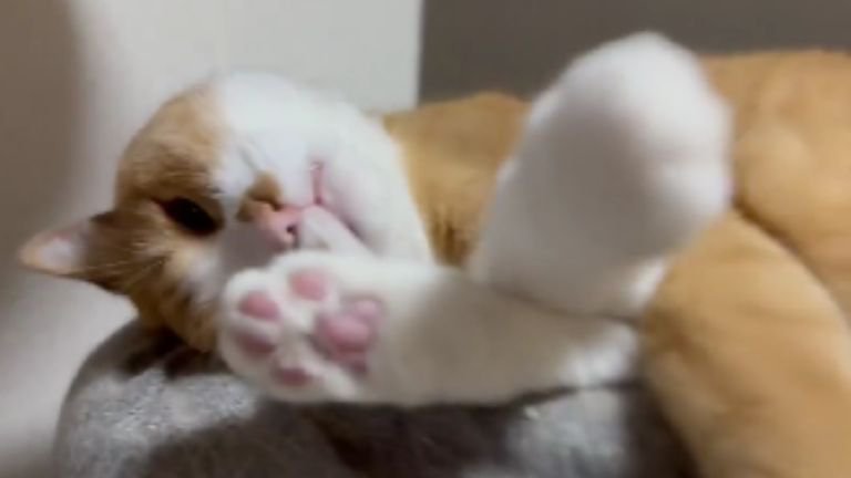 室内にいる猫