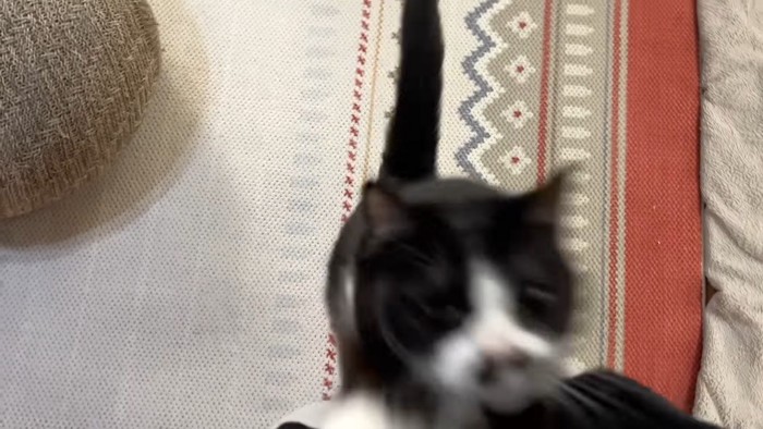 下から飛んでくる姿