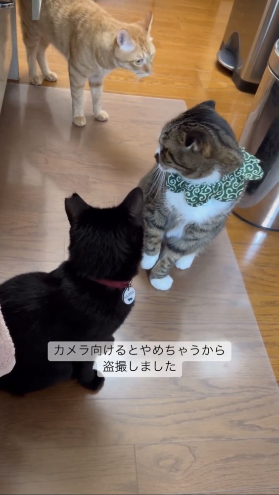 キッチンにいる3匹の猫