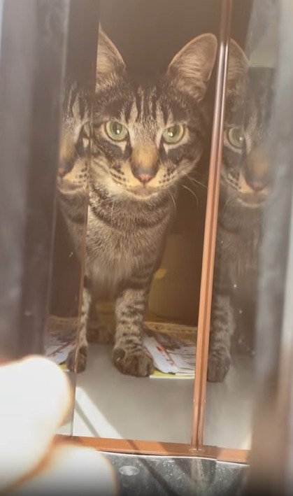 飼い主を見つめる猫