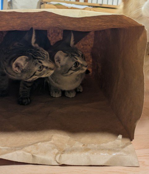 紙袋の中に隠れる2匹の猫