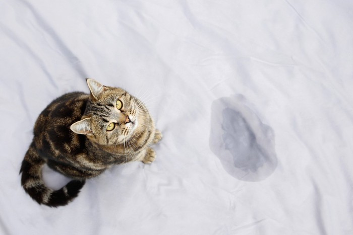 おふとんにおしっこをした猫