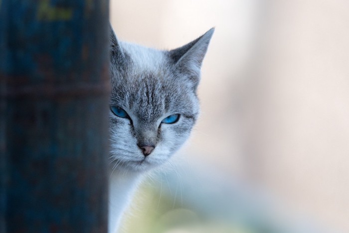 陰から睨む猫