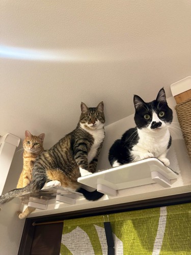 3匹の猫がキャットステップに乗る様子
