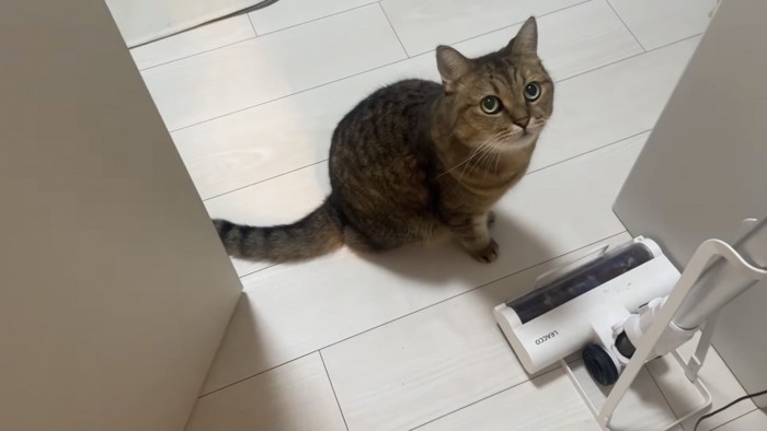 見上げる猫の写真2