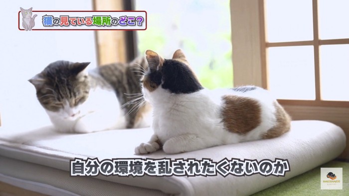 日向ぼっこする2匹の猫