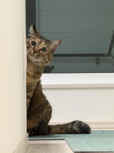 顔をのぞかせる猫