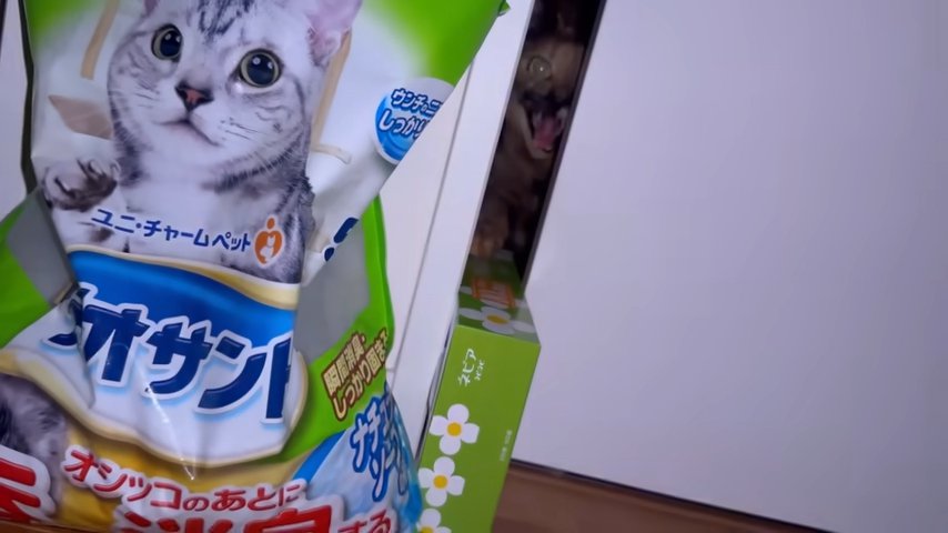 ドアの向こう威嚇する猫