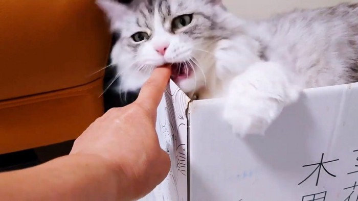 人の指を噛む猫