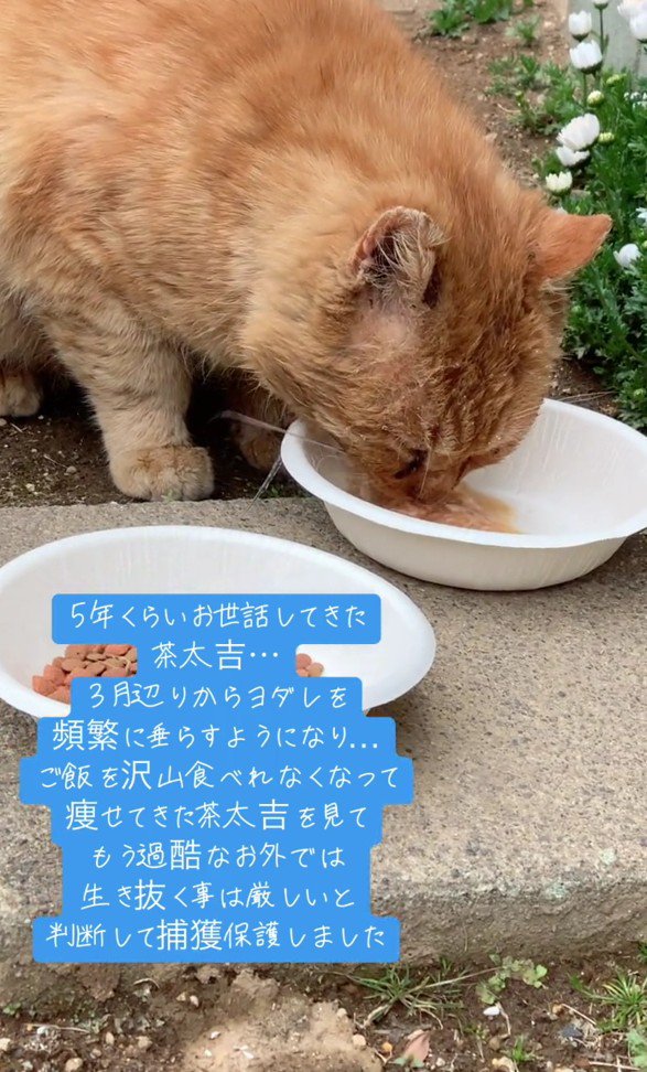外で生活していた茶太吉くん