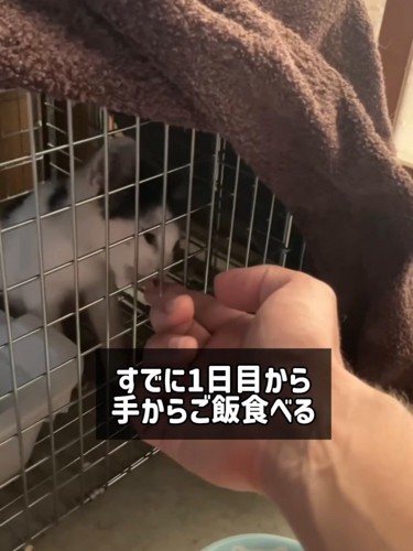 人の手をなめる子猫