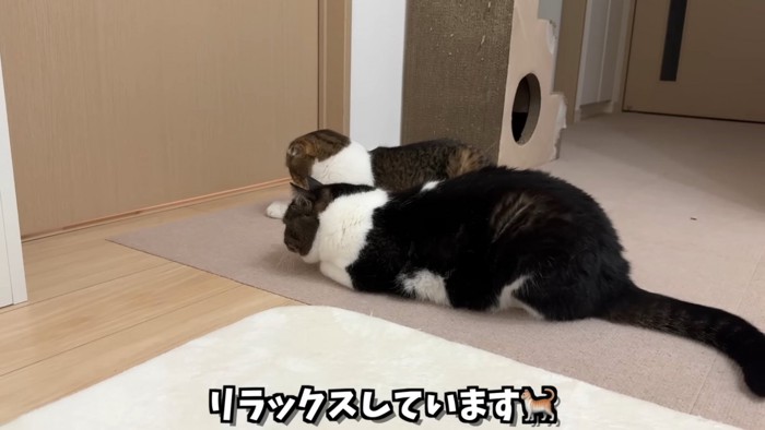 ドアを見ている2匹の猫