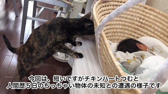 クーファンに顔を寄せる猫