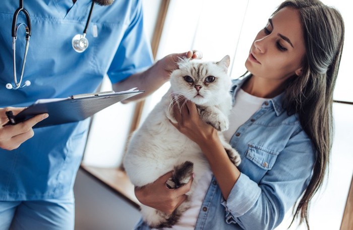 猫の健康状態を見る医師