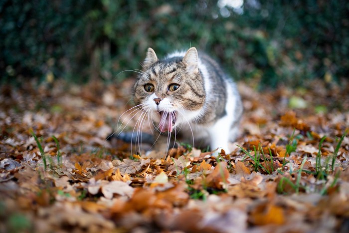 食べ物を吐出する猫