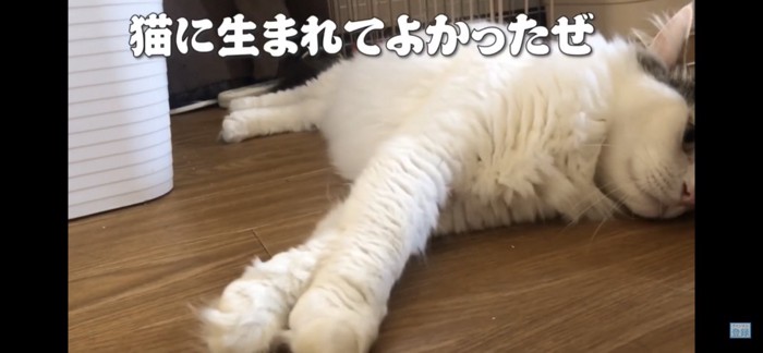 猫で良かった