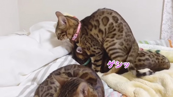 緑色の首輪の猫に乗るピンク色の首輪の猫