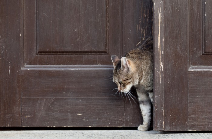 脱走する猫