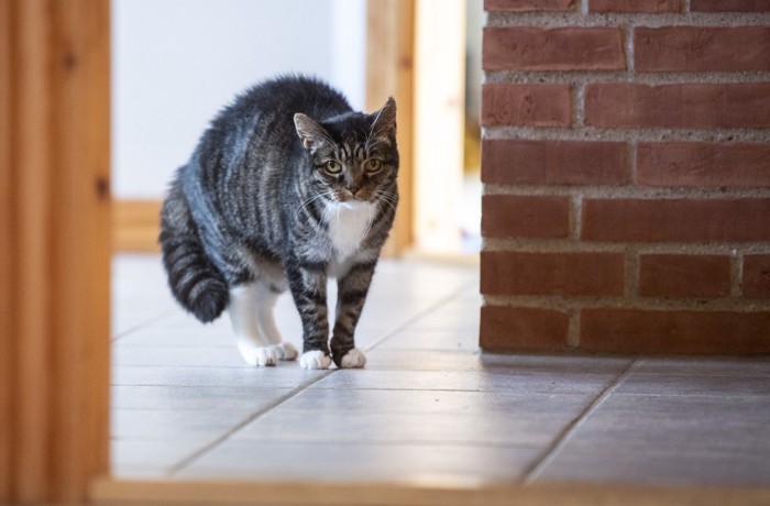 遠くから様子を伺っている猫