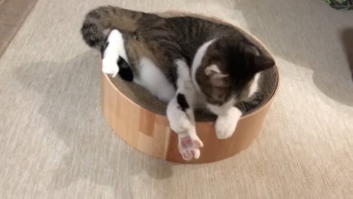 少し足が気になる猫