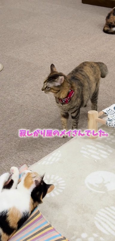 本当は寂しがり屋の猫