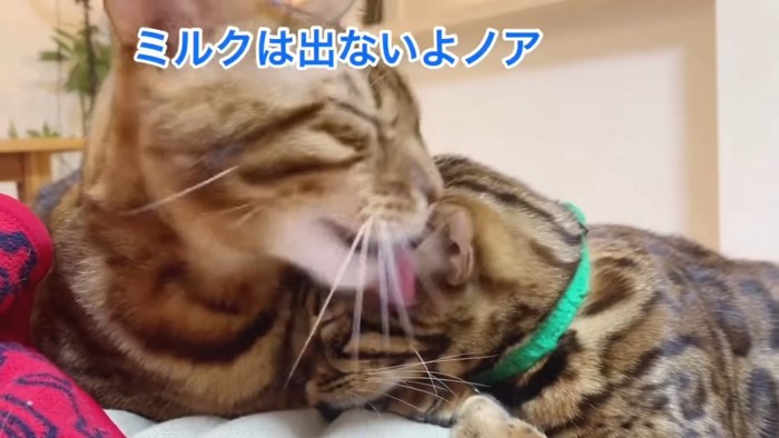 緑色の首輪の猫の顔をなめる猫