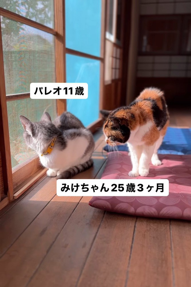 外を見る猫と座布団の上に立つ猫