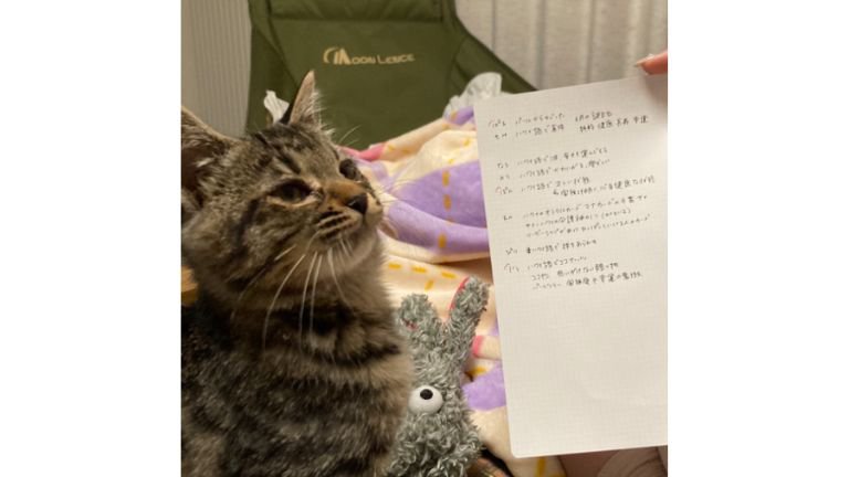 室内にいる猫