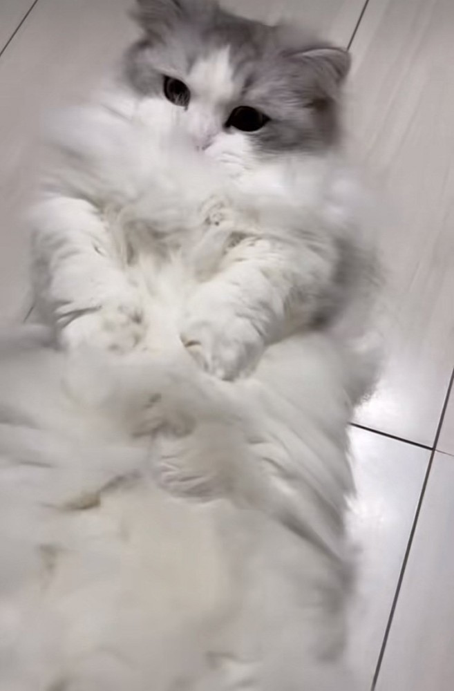 床に仰向けに寝て体をくねらせるミヌエット